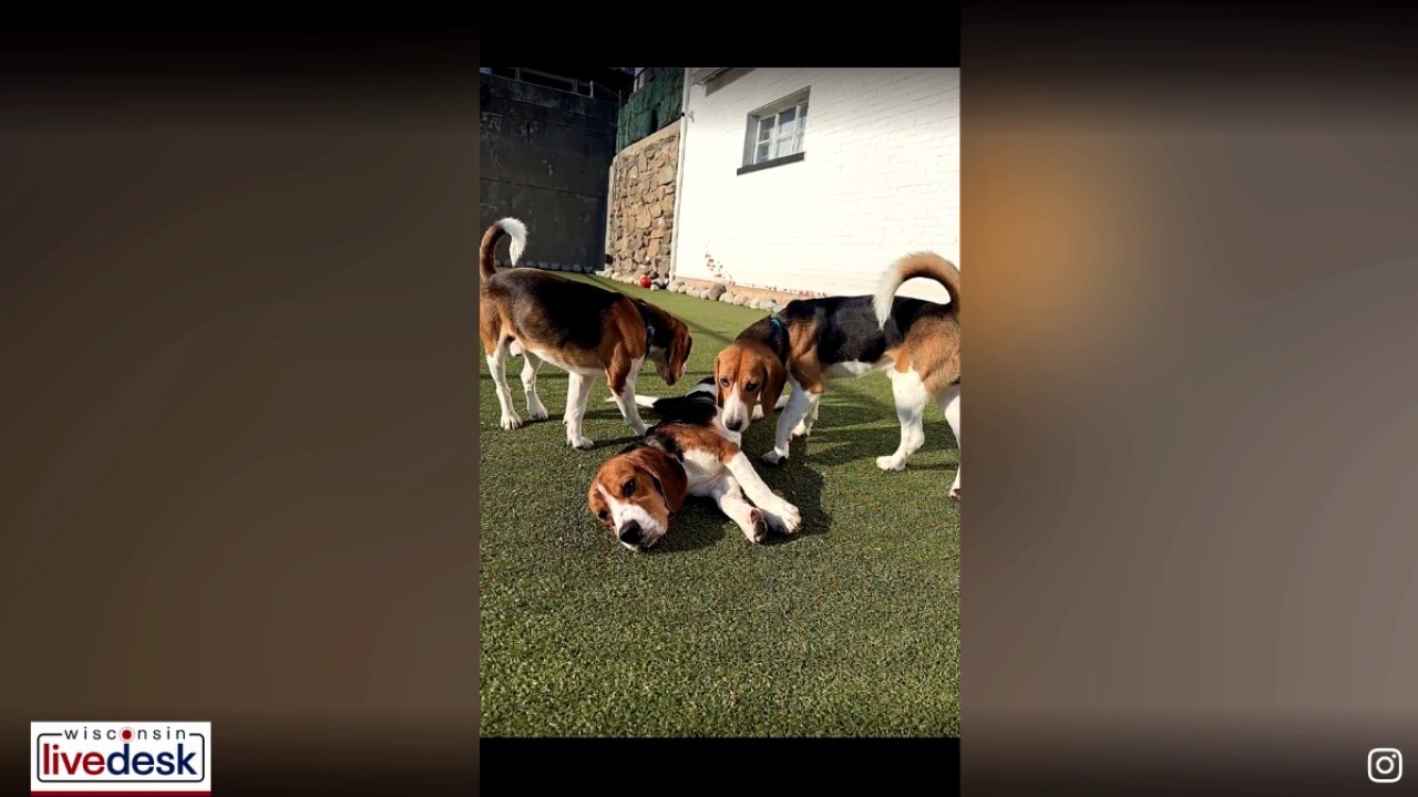 Ridglan Farms beagles arrive at NYC Second Chance Rescue
