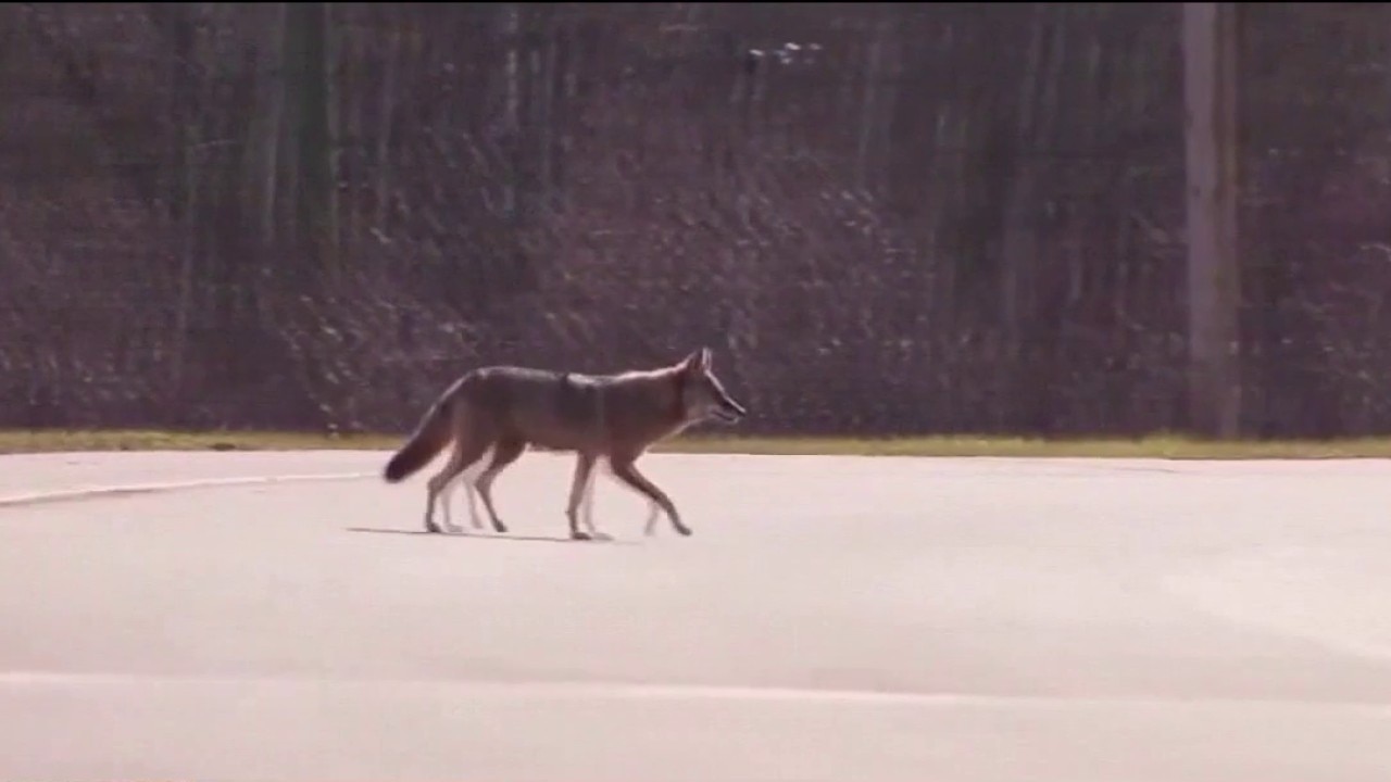 Coyotes on the loose: What to know during pup-rearing season