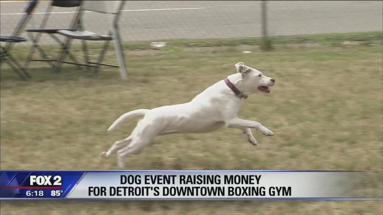 Dog event raising money for Detroit's downtown boxing gym