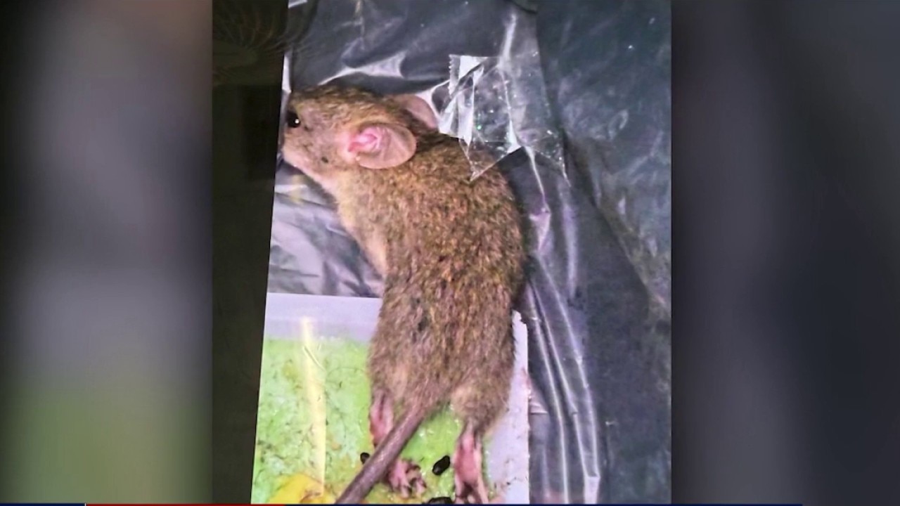 Chamblee IRS facility infested with rodents