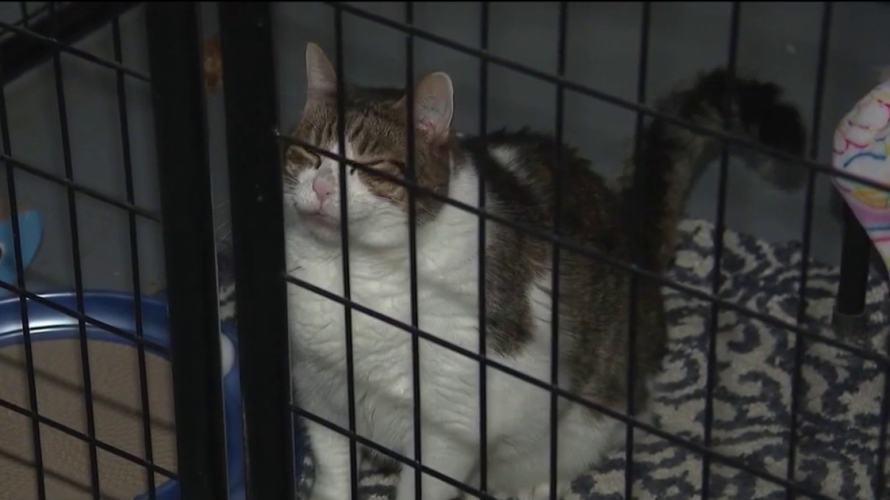 NIPSCO bills put northwest Indiana cat shelter at risk of closing
