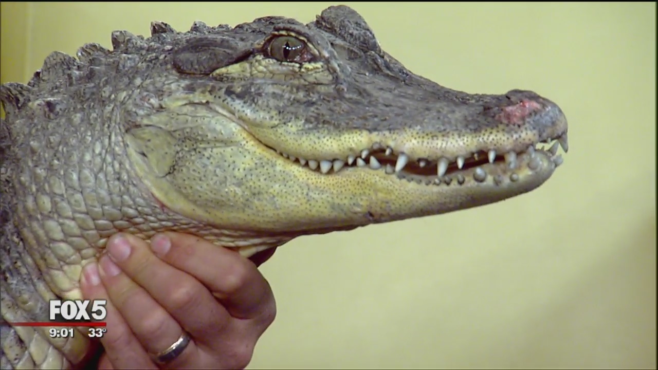 The Crocodile Wrangler