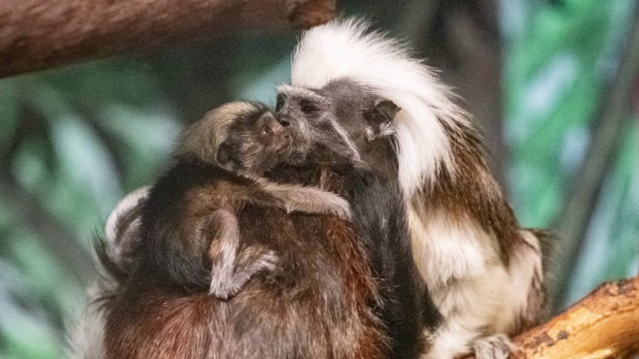 Cotton-top tamarian twins born at Lake Superior Zoo