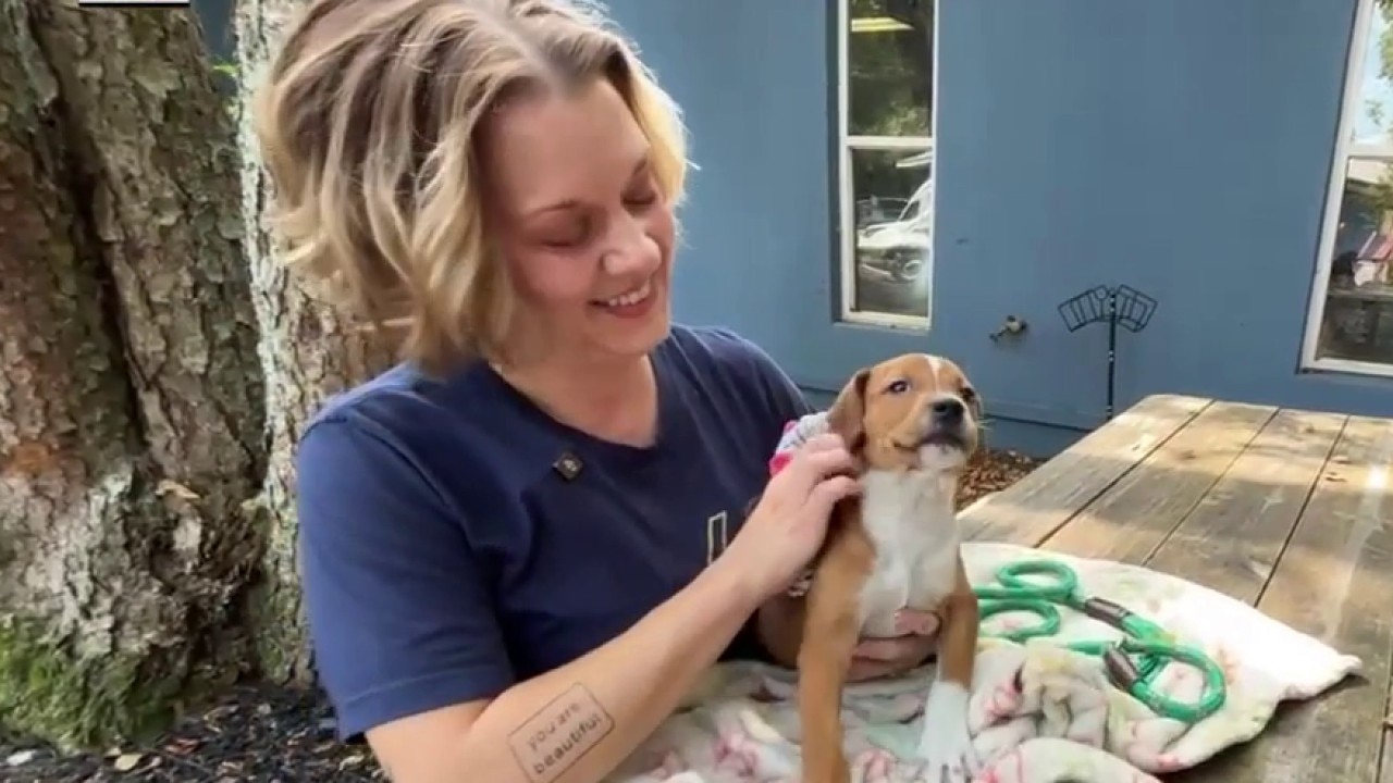 Celebrate National Dog Day with Paws Atlanta