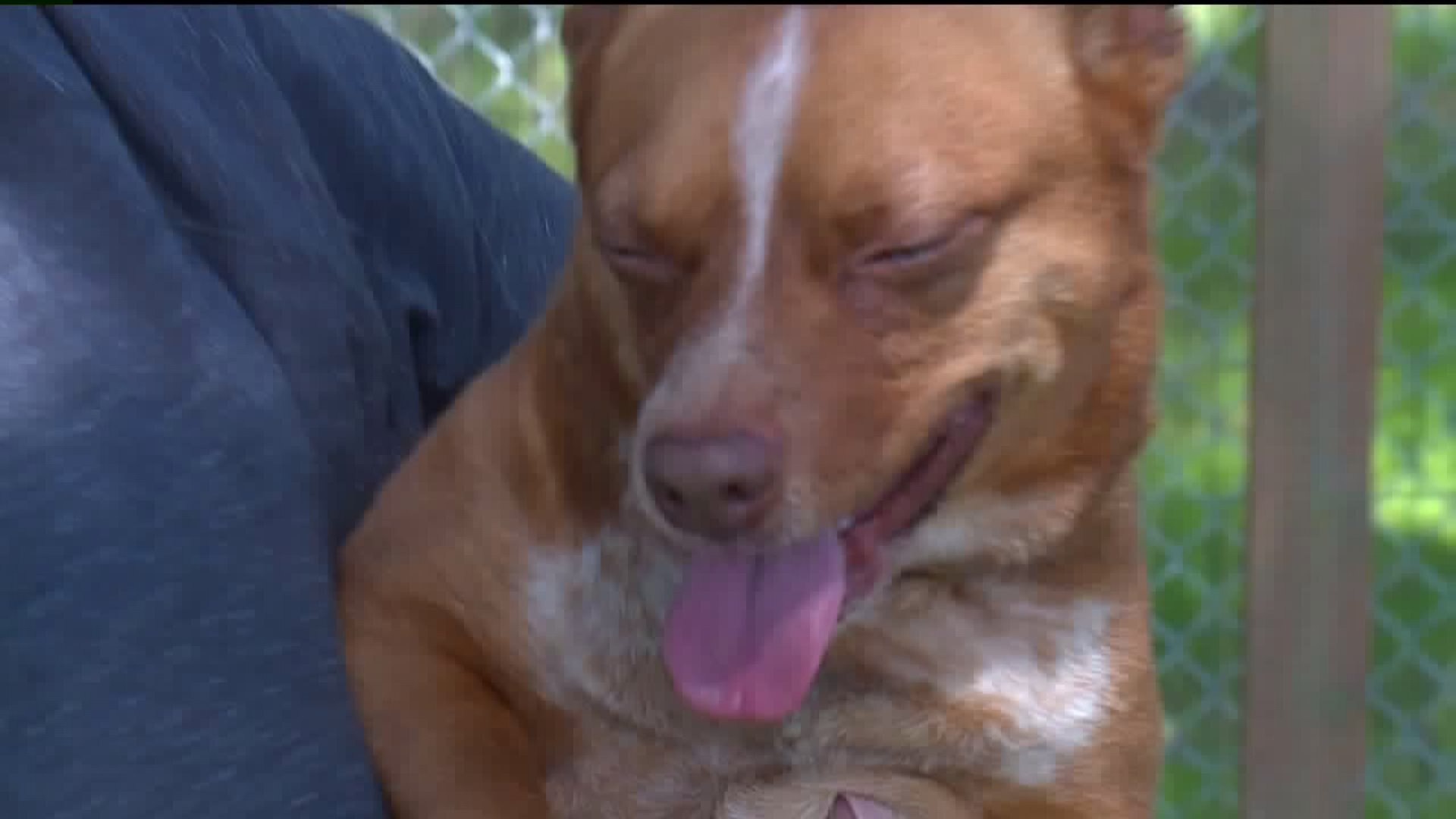 #WhynotmepetLouie