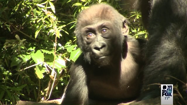Baby gorilla to make public debut at Woodland Park Zoo