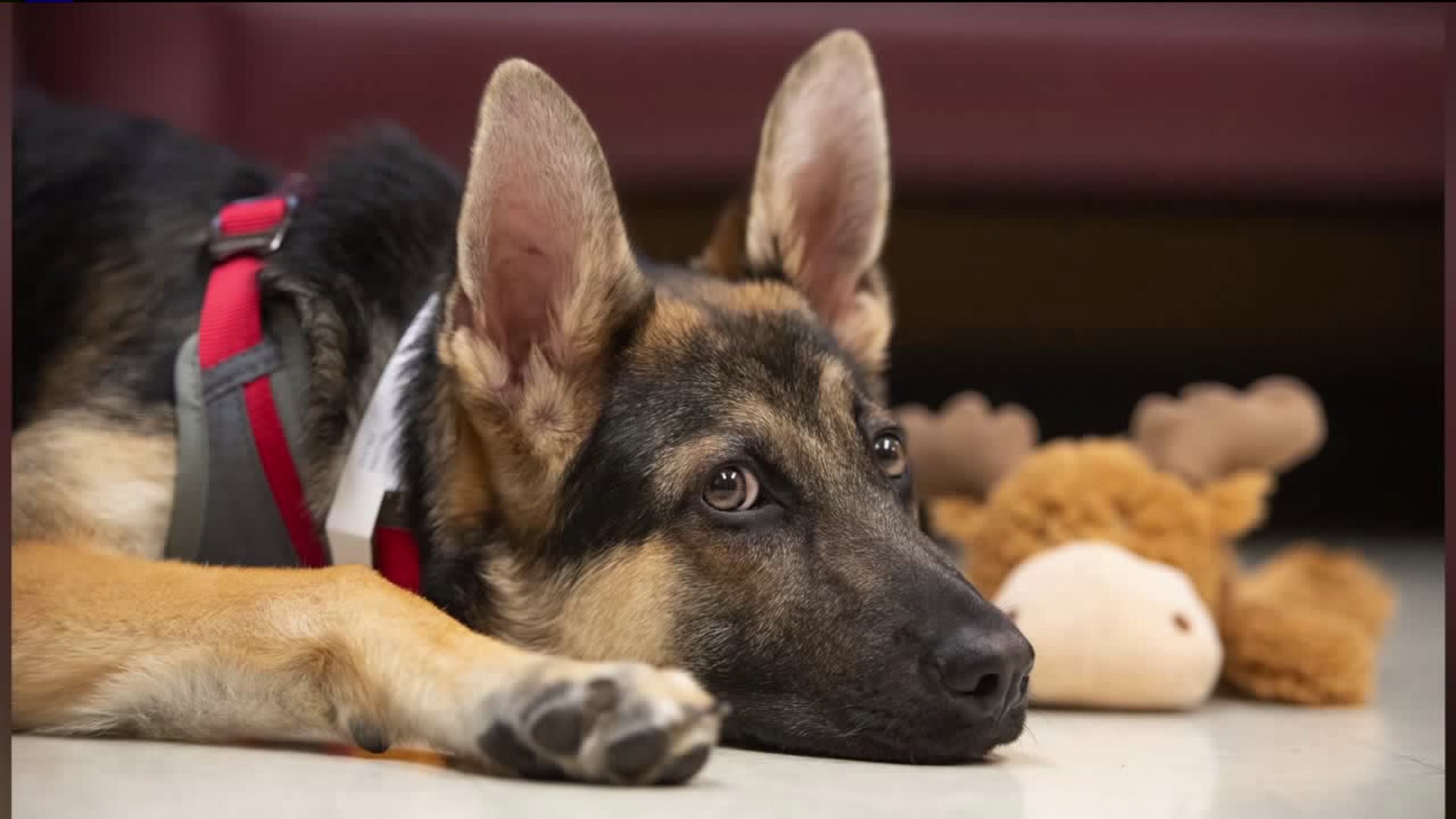 Logan the puppy doesn`t survive surgery