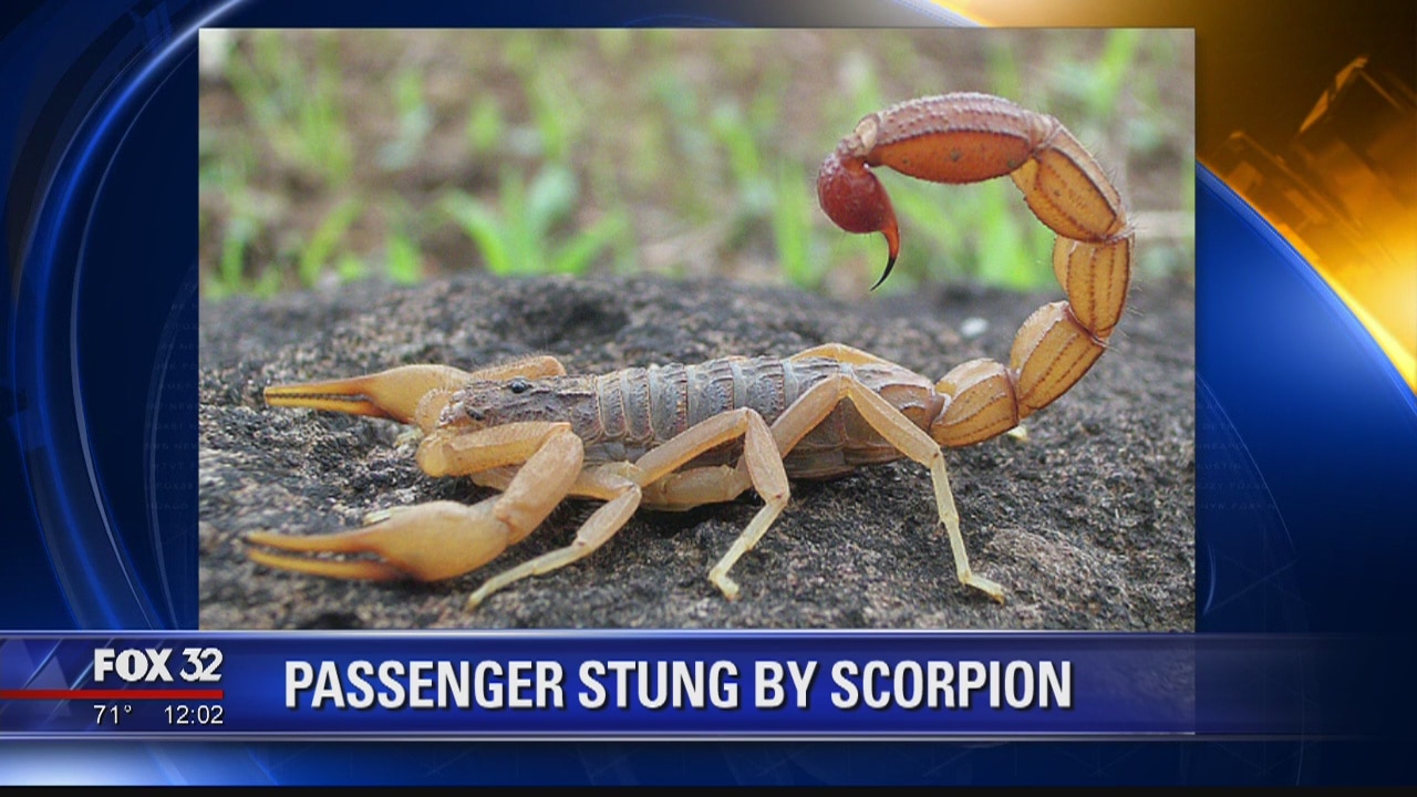 Passenger stung by scorpion on Aeromexico plane bound for O?Hare