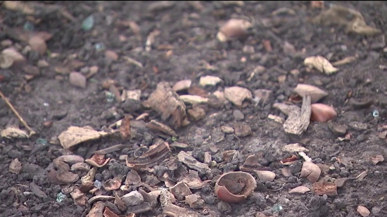 Chicago rat problem: Are people making it worse by feeding rats in Lincoln Park?