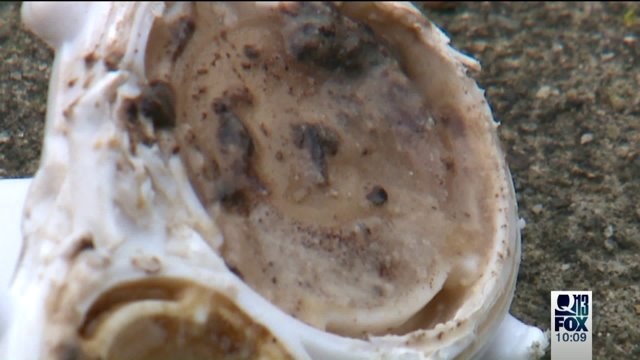 Q13 investigates sippy cup mold