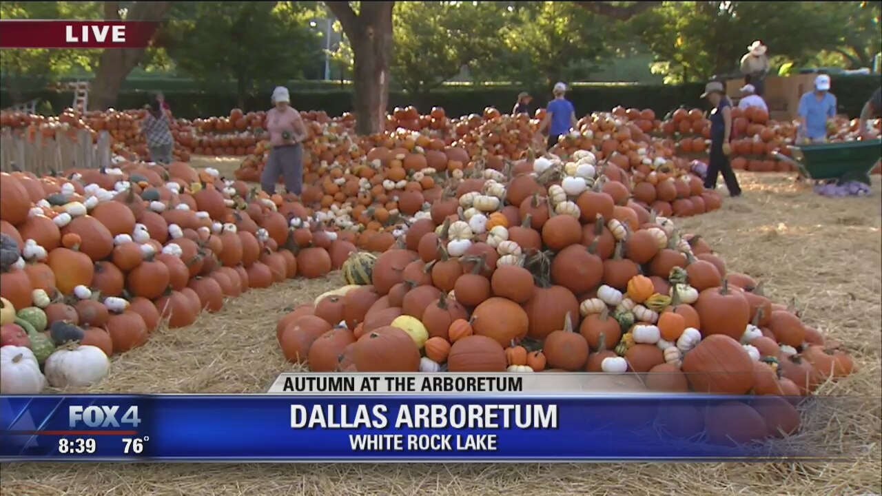 Studying pumpkins at the Arboretum