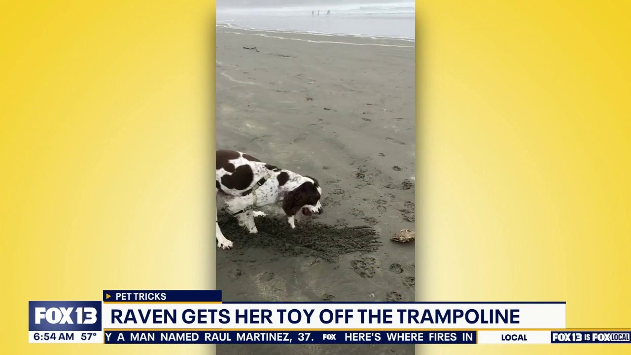 Pet Tricks for Tuesday, August 18