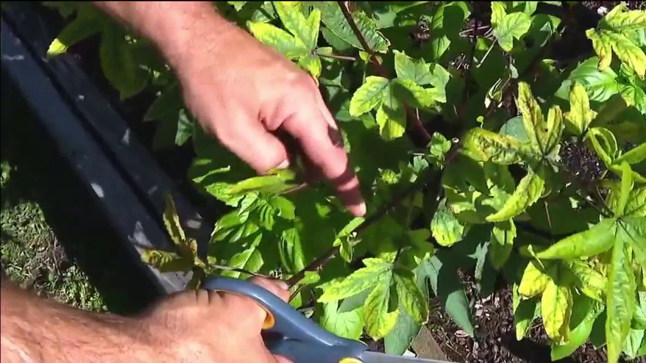 Trimming plants for peak harvest 