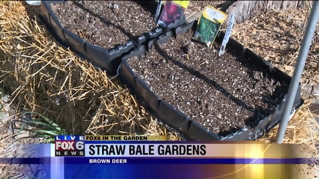 With mixed success over the years, we are doing straw bale gardening again this year