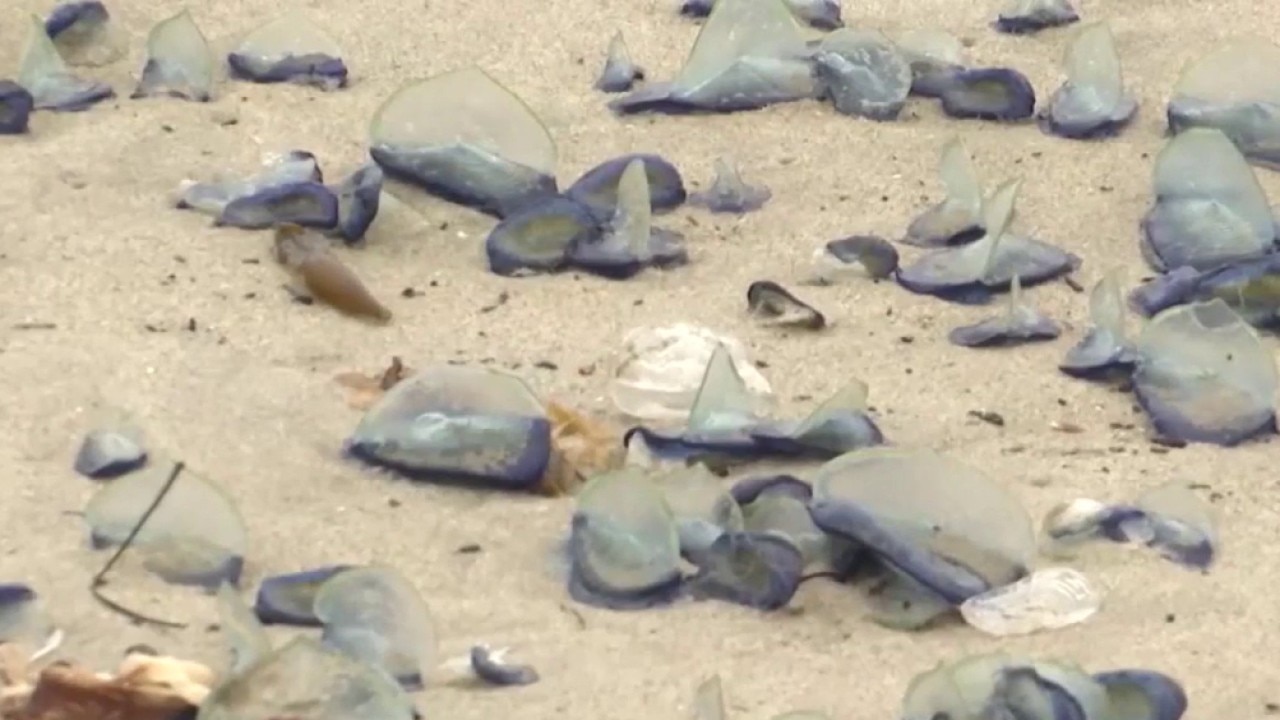 Study: Climate change boosts Velella velella strandings