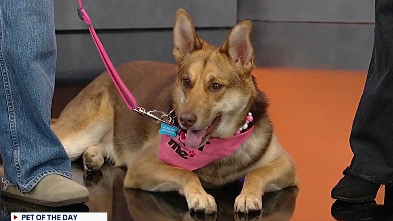Pet of the day: Cami
