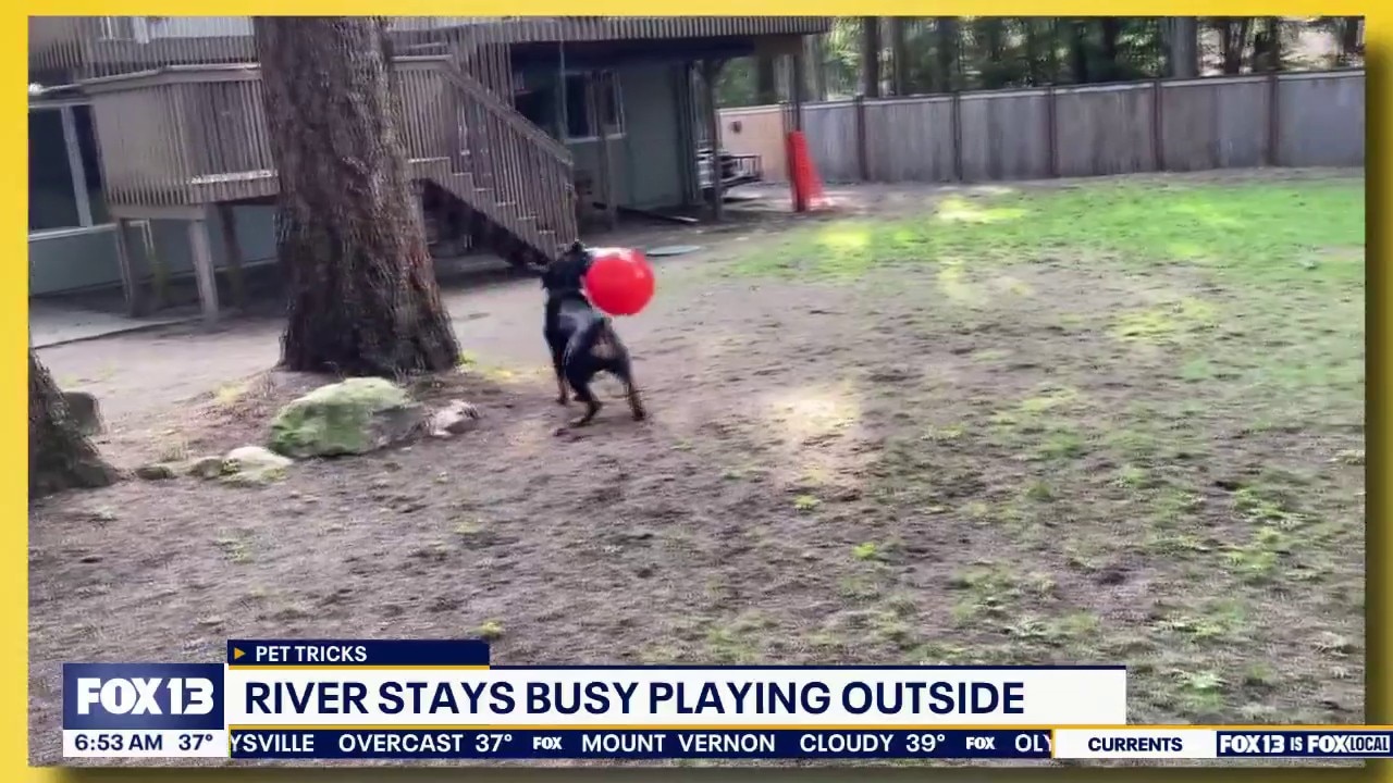 Pet Tricks for Thursday, April 16