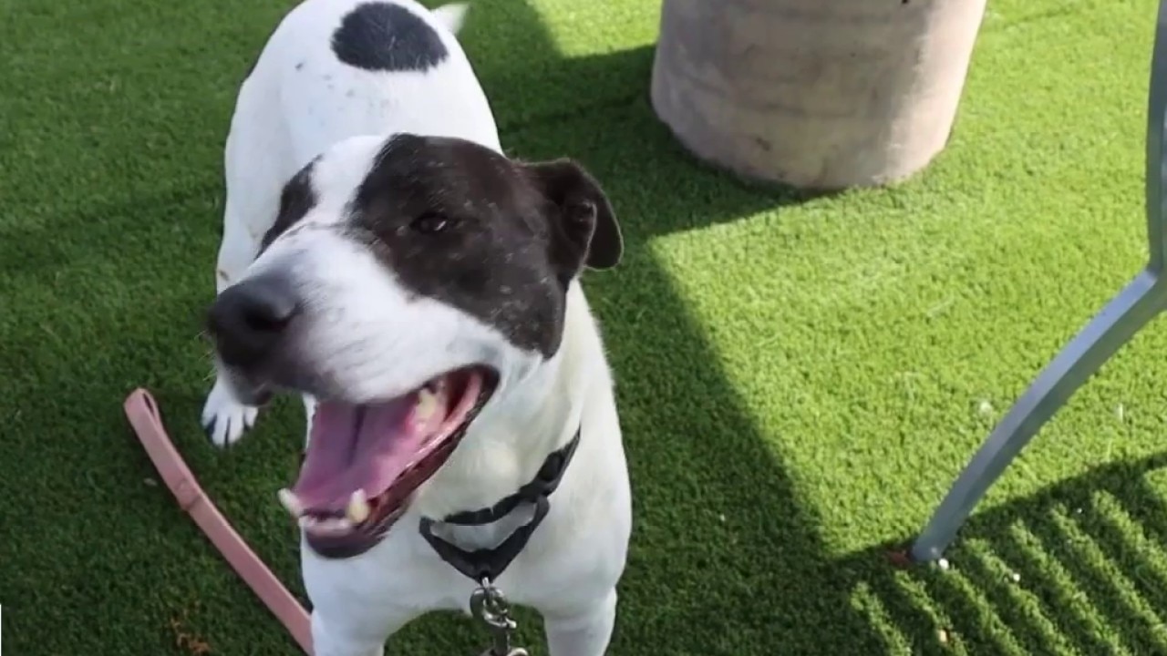 Pet of the Day | Meet Patches