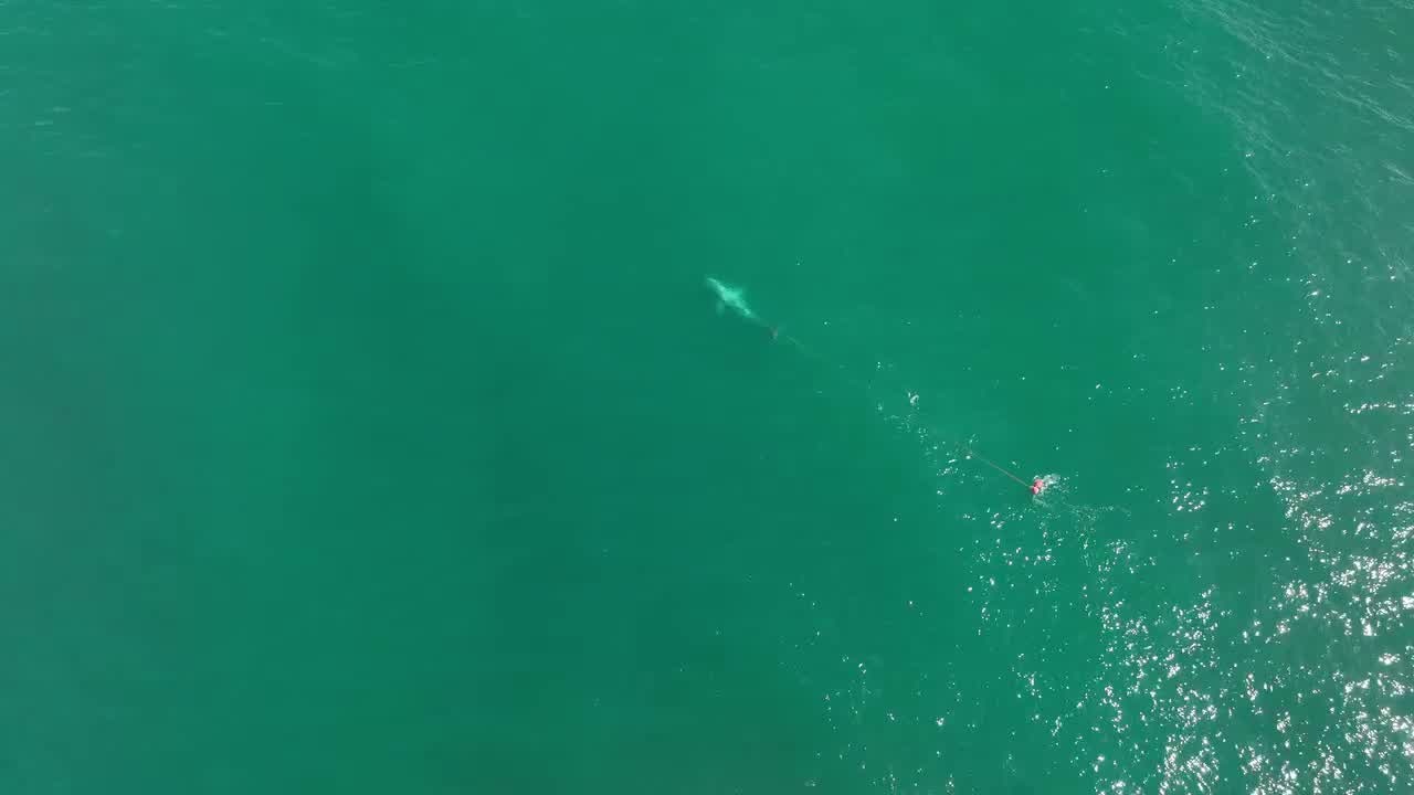 Whale tangled in buoys