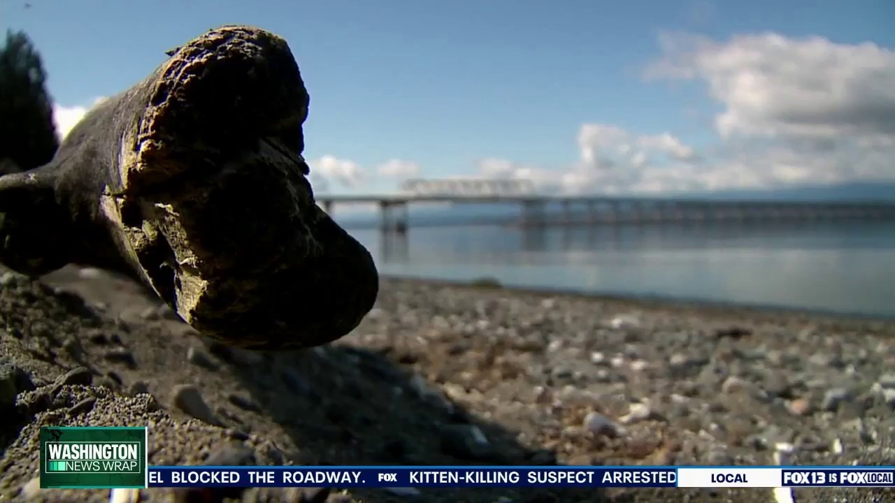 Dangerous levels of paralytic shellfish poison prompts Hood Canal harvesting closure