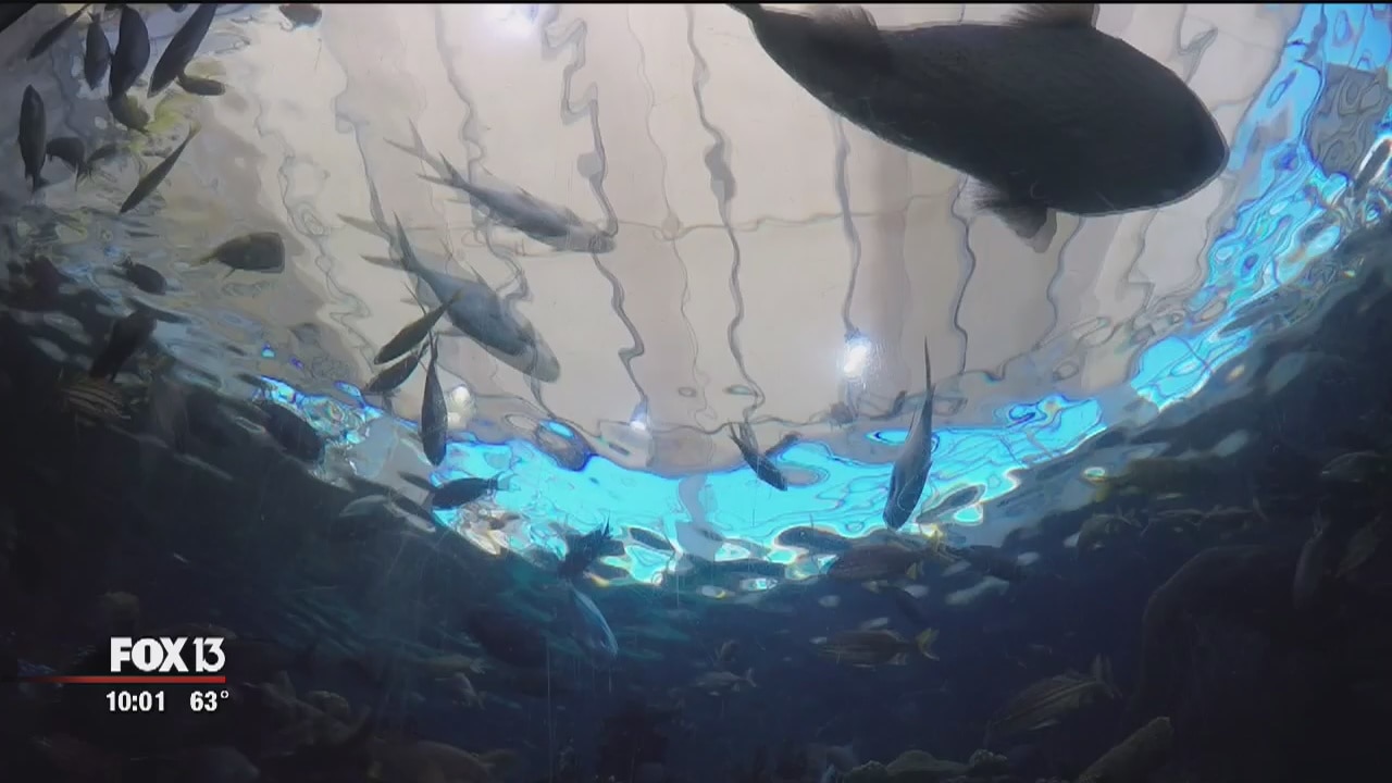 PETA demands investigation of Florida Aquarium