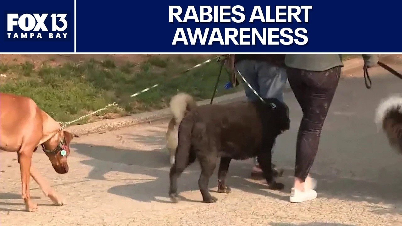 Recent rabies alerts in Tampa Bay community