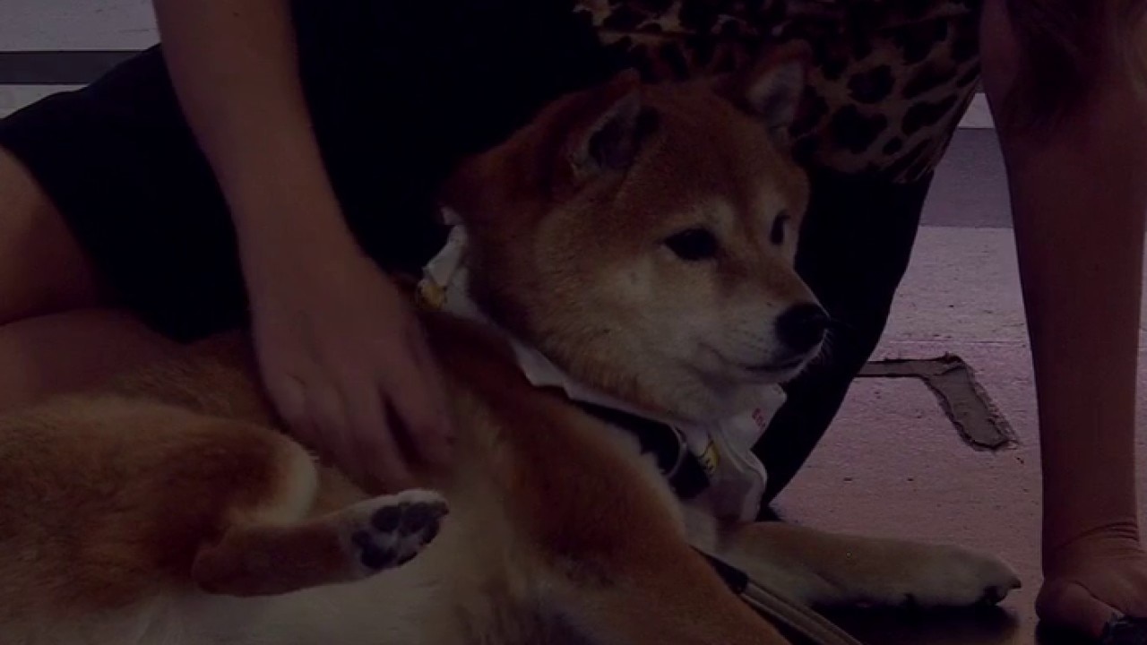 Fifth annual Shiba ATX Pawrade at Pease Park