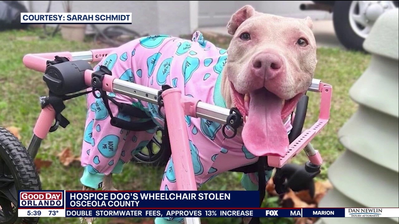 Florida pup's wheelchair stolen; new one on the way