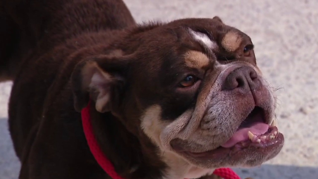 Meet Twix at Texas Humane Heroes!