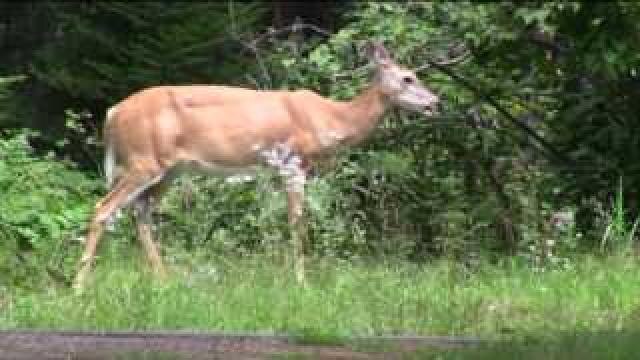 Opening day of gun deer season just one week away