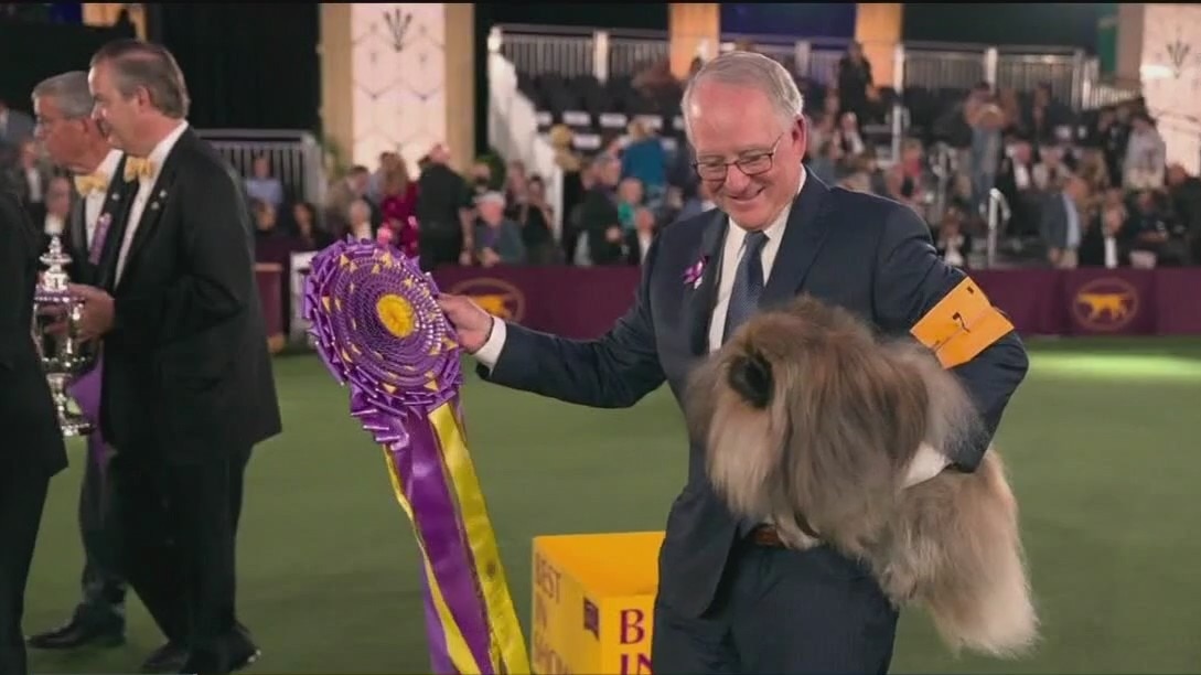 Local chiropractor breaks down canine training for the Westminster Kennel Club Dog Show