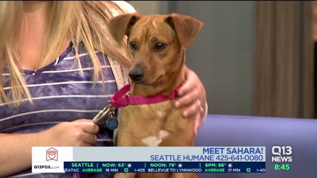 Meet Sahara! Seattle Humane`s Pet of the Week on Q13 FOX