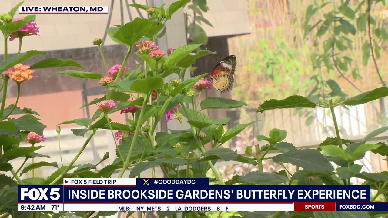 Hundreds of butterflies fill Brookside Gardens exhibit