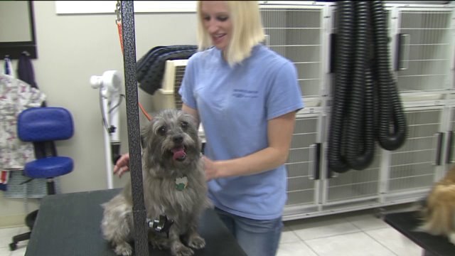 A pup`s paradise in Glendale