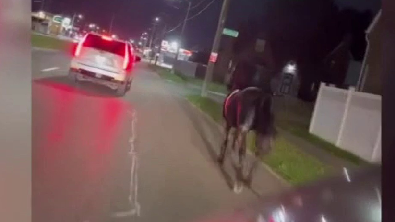 Escaped horse hit by car, killed, in Detroit