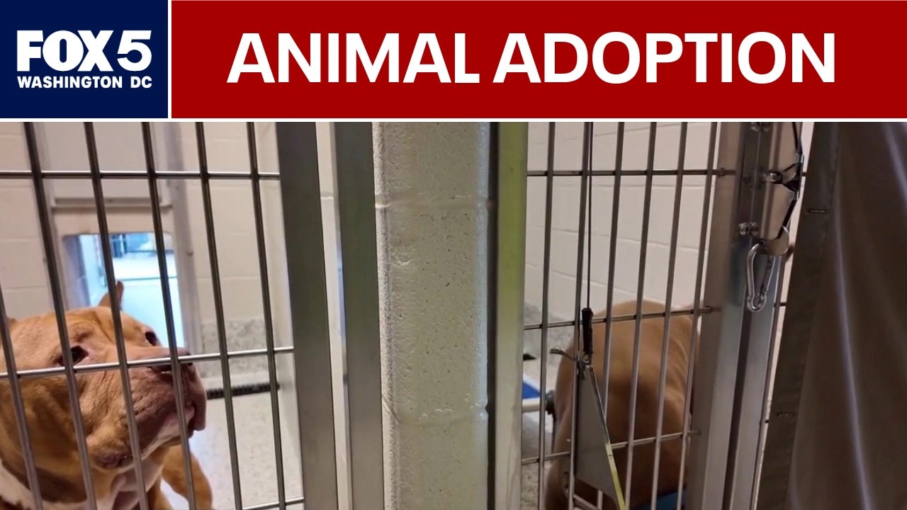 Fairfax County animal shelter to waive adoption fees amid space crisis 