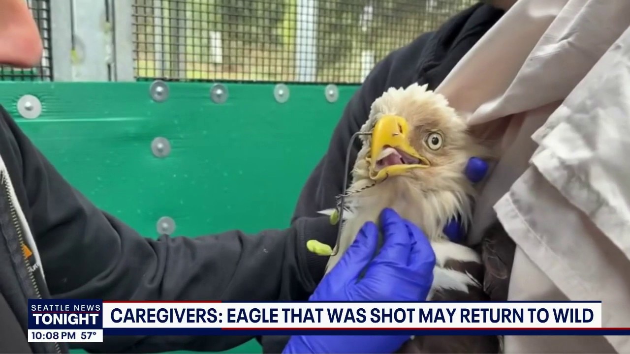 Injured eagle recovering after being shot in Whatcom County, WA