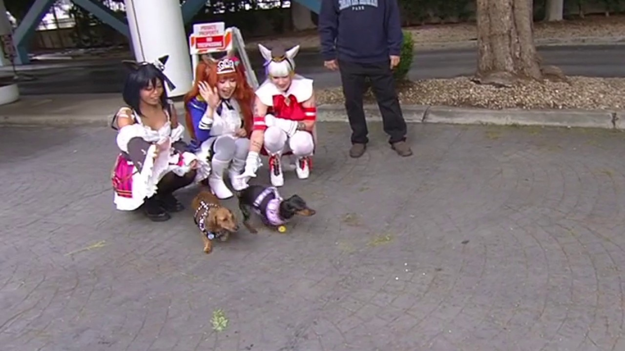 Hallowienerfest Dachsund Race at Santa Anita Park