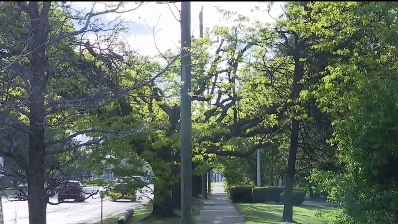 DTE responds to tree trimming criticism
