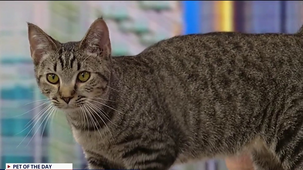 Pet of the day: Sangria