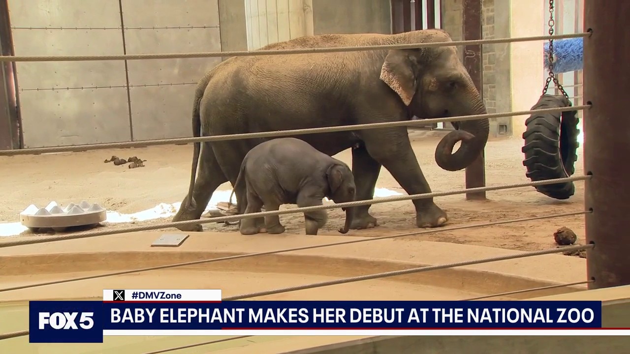 BABY ELEPHANT MAKES DEBUT AT NATIONAL ZOO