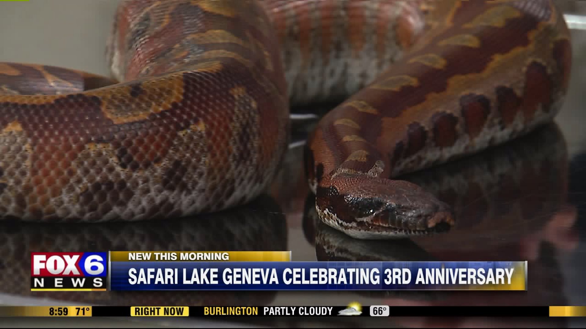 Safari Lake Geneva