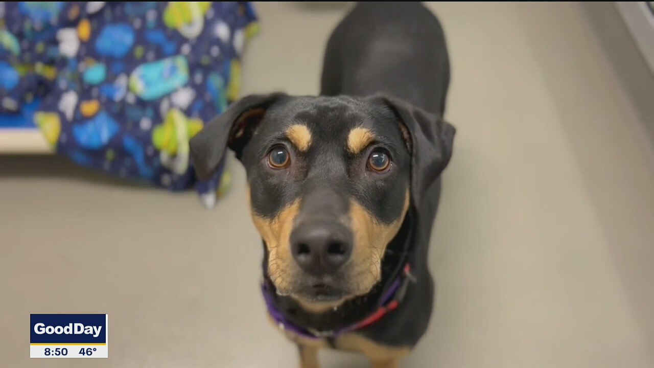 Dog of the Day: Barnabas