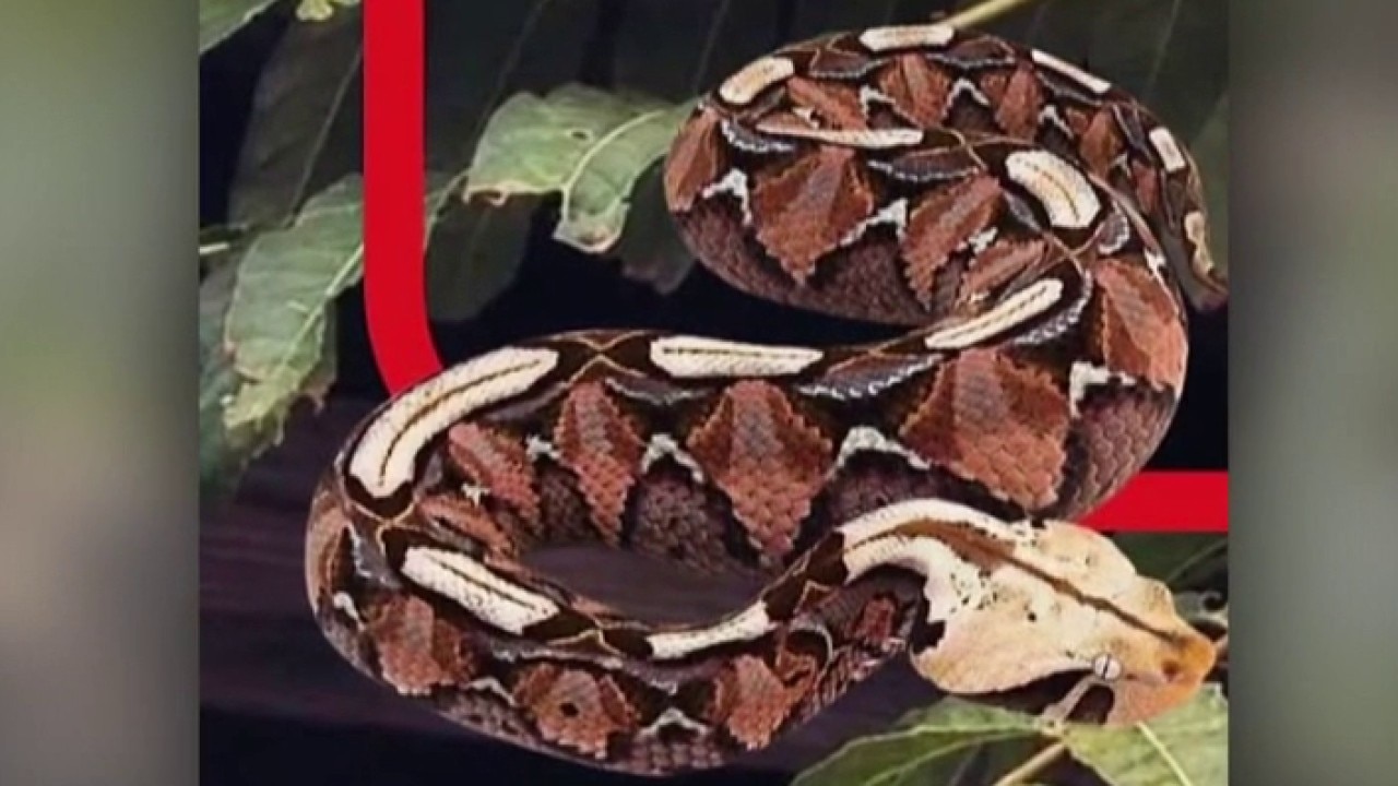Gaboon viper image was AI-generated, police say