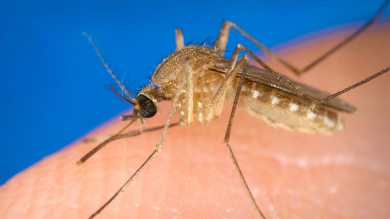 Why mosquitoes may seem worse than ever in Chicago
