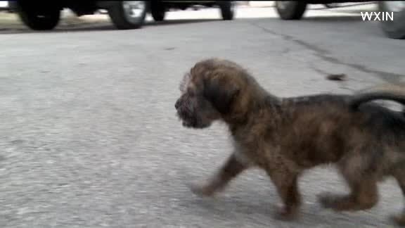 Puppy rescued from trash