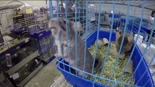 Waukesha couple charged after 300+ chinchillas pulled from home deemed "uninhabitable"