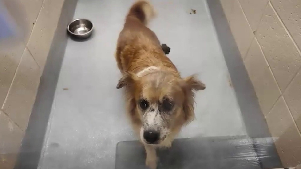 Help now: Gwinnett County Animal Shelter at critical capacity