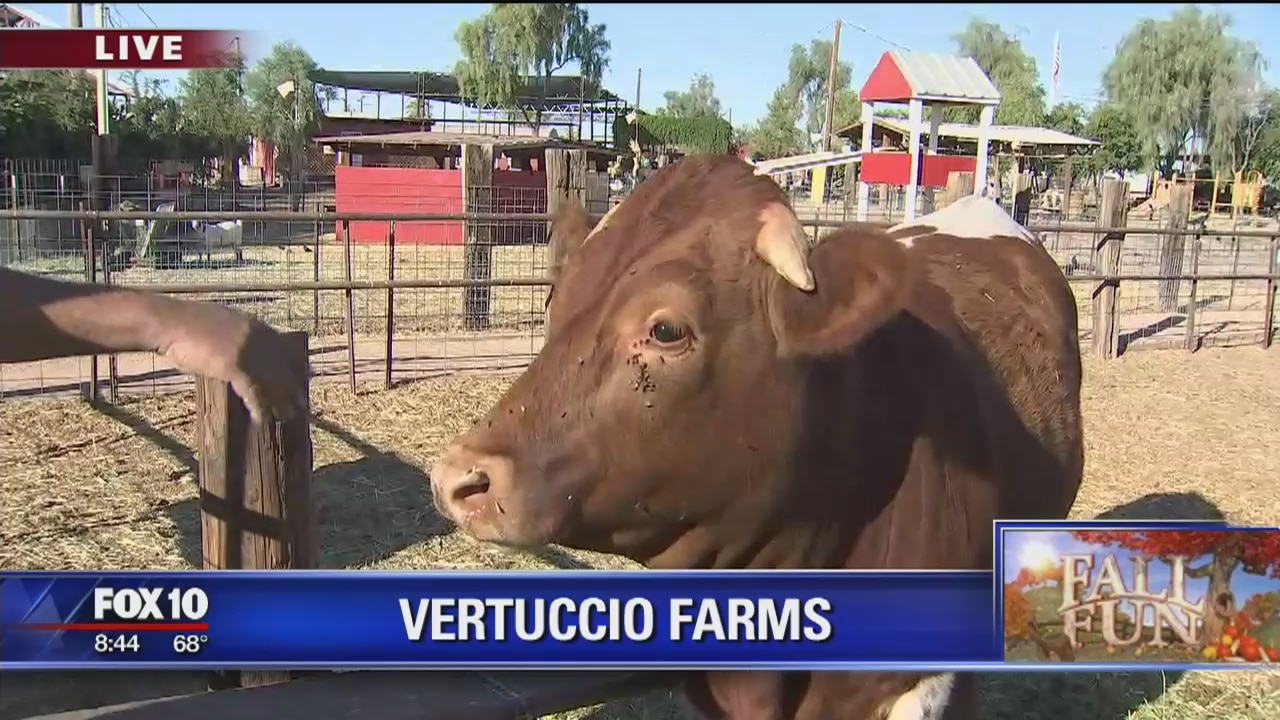 Cory's Corner: Fall fun at Vertuccio Farms