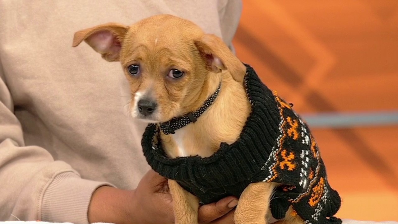 Pet of the day: Barney 